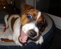 16 Reasons Jack Russells Are The Worst Indoor Dog Breeds Of All Time