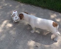 Bold Hipster Robot Dog Challenges A Jack Russell Terrier To A Territorial Supremacy