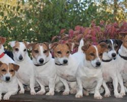 15 Signs You Are A Crazy Jack Russell Person