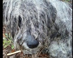 Abused Schnauzer Found Tied To A Tree Makes An Amazing Transformation After His Rescue