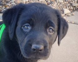 10 Reasons Why Your Labrador Is Staring At You Right Now