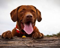 65 Most Popular Labrador Dog Names