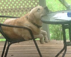 Labradors’ Most Fantastic & Awkward Sleeping Positions