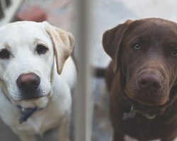 14 Signs You Are A Crazy Labrador Person