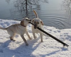 15 Things That Make Labrador Retrievers Happy