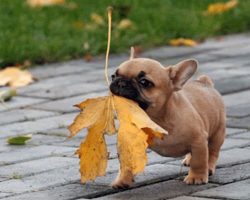 10 Best French Bulldog Dog Names