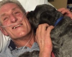 Man Wakes From Coma After His Dog Visits Hospital