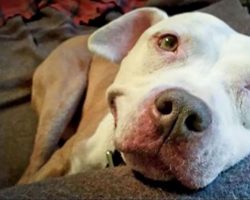 Man Spots Stray Puppy In School Yard, Then Throws Him In Car And Realizes Dog Can’t Stop Smiling