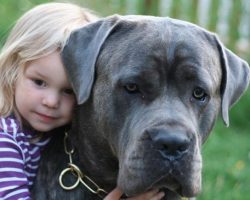 15 Things Only A Mastiff Owner Will Understand