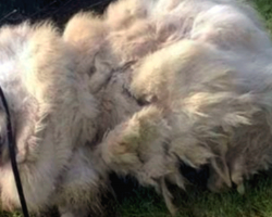 Neglected 7-Year-Old Great Pyrenees Gets Rescued From Barn – And An Epic Haircut!