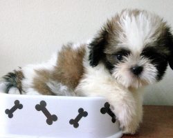 12 Adorable Shih Tzus Who Will Make Your Day Better