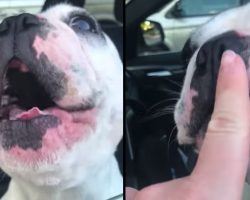 Jealous Dog Interrupts Mom’s Conversation By Putting On An Opera-Singing Act