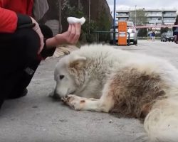 Stray dog had lived 7 years on the streets…Watching her rescue made me so emotional.