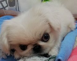 17 Things All Pekingese Owners Must Never Forget