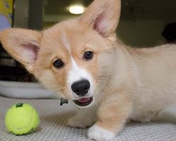 12 Signs You Are A Crazy Corgi Person