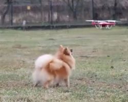Reynard the Pomeranian Dog the Drone Chaser