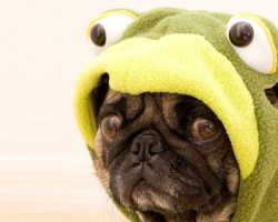 11 Reasons That Pugs Are The Funniest Dogs In The World
