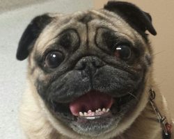 10 Reasons Pugs Are The Worst Breed EVER
