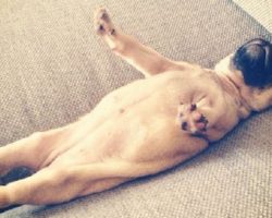 The 10 Most Awkward Pug Sleeping Positions