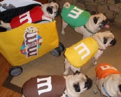 24 Pug Halloween Costumes That Are So Cute We Can’t Even
