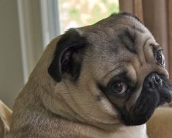 16 Reasons Pugs Are Not The Friendly Dogs Everyone Says They Are