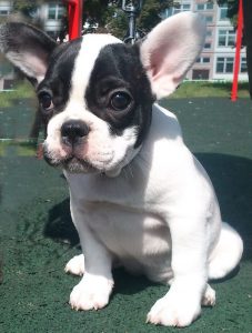 5 Cool Facts About French Bulldogs