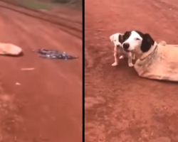 Mama Dog And Her Pups Found Tied Up In A Sack In The Middle Of Nowhere