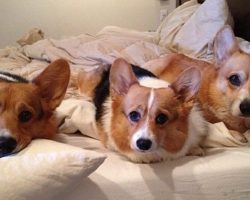 18 Reasons Corgis Are The Worst Indoor Dog Breeds Of All Time