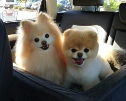 15 Things Only A Pomeranian Owner Will Understand