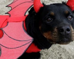 10 Costumes That Prove Rottweilers Always Win At Halloween