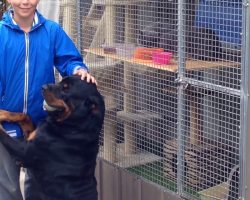 Rottweiler Misses Boy, Shows His Love When He Sees Him After Few Weeks