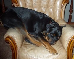 10 Hilarious Photos That Prove Rottweilers Can Sleep Absolutely Anywhere