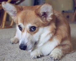 10 Reasons Corgis Are The Worst Breed EVER