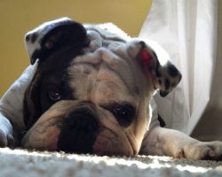 6 Problems Only English Bulldog Owners Will Understand
