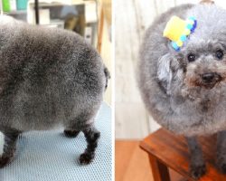 Dog Becomes An Internet Sensation After New Haircut Turns Him Into A Cloud