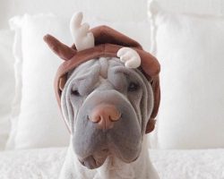 8 Costumes That Prove Shar Peis Always Win At Halloween