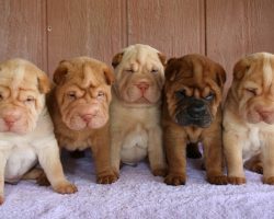 12 Reasons Why You Should Never Own Shar Peis