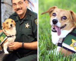 Shelter Dog Escapes Euthanization – And Lands A Very Important Job