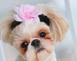 16 Reasons Shih Tzus Are The Worst Indoor Dog Breeds Of All Time