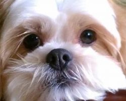 10 Shih Tzus Totally Defying The Laws Of Physics