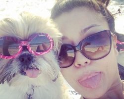 14 Signs You Are A Crazy Shih Tzu Person
