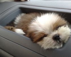 16 Reasons Shih Tzus Are Not The Friendly Dogs Everyone Says They Are