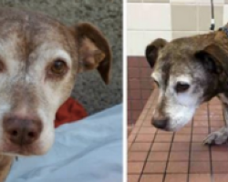 Sick Old Dog Spent 11 Years On The Streets. Gets Woken Up From A Nap To Learn Life Has Changed