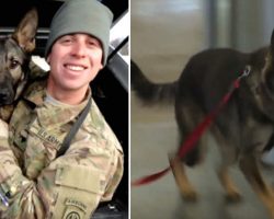 Soldier Anxious If Military K-9 Will Recognize Him After 3 Years Then Suddenly Spots Dog Charging Thru Gate