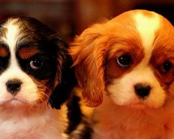 16 Reasons Cavalier King Charles Spaniels Are The Worst Indoor Dog Breeds Of All Time