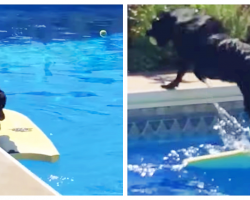 Smart Dog Retrieves Tennis Ball From Swimming Pool Without Getting Wet