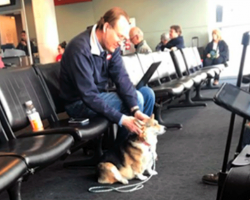 Therapy Corgi Spots Sombre-Looking Man In Airport, And Approaches Him
