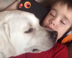 Autistic Boy Couldn’t Ever Sleep, Then One Day A Dog Laid His Head On Him