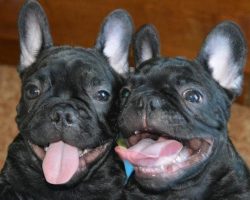 5 Cool Facts About French Bulldogs