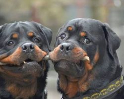 12 Rottweilers Totally Defying The Laws Of Physics